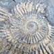 Illustration for article titled A 6-Year-Old Girl Went Digging in the Dirt and Found a 65 iMillion/i-Year-Old Fossil